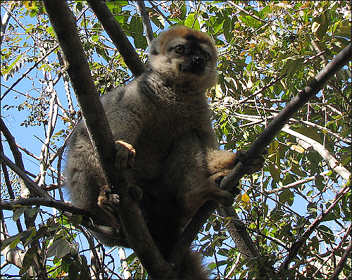 Red Front-Head Brown Lemur 